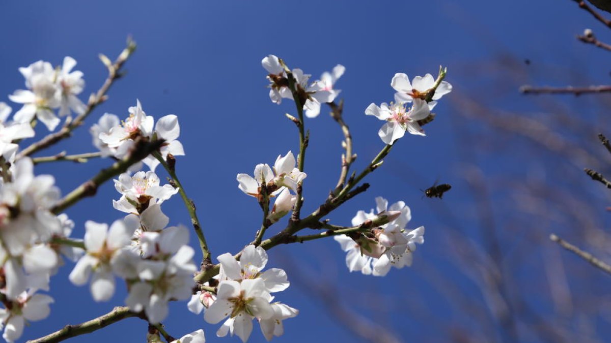 Una abella a punt de gaudir ahir amb les flors d’aquests ametllers a Mollerussa.