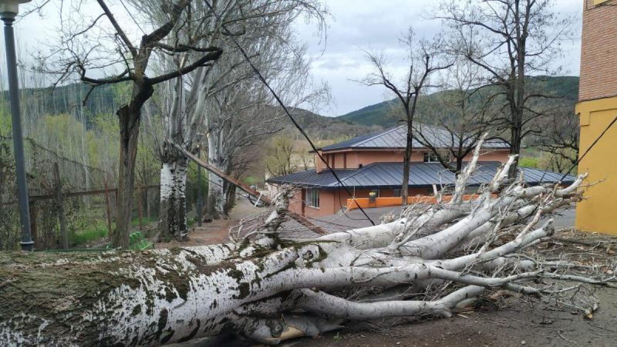 El árbol que cayó ayer en el patio del Colegio Albert Vives de La Seu d’Urgell.