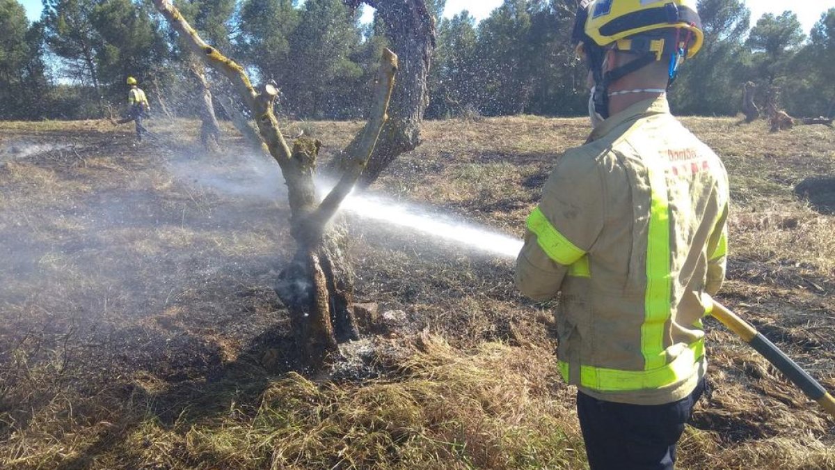 Un incendi calcina 1,6 hectàrees de cultius i oliveres a Albatàrrec