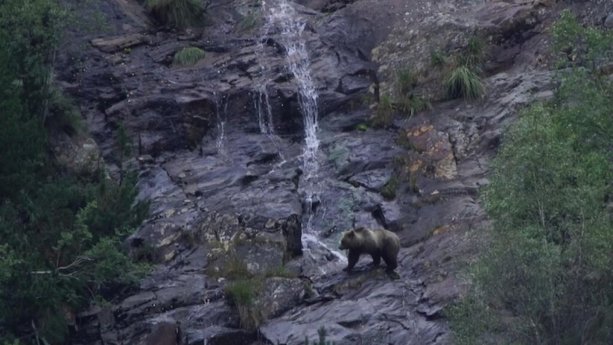 Uno de los ejemplares de oso que habita en el Pirineo.