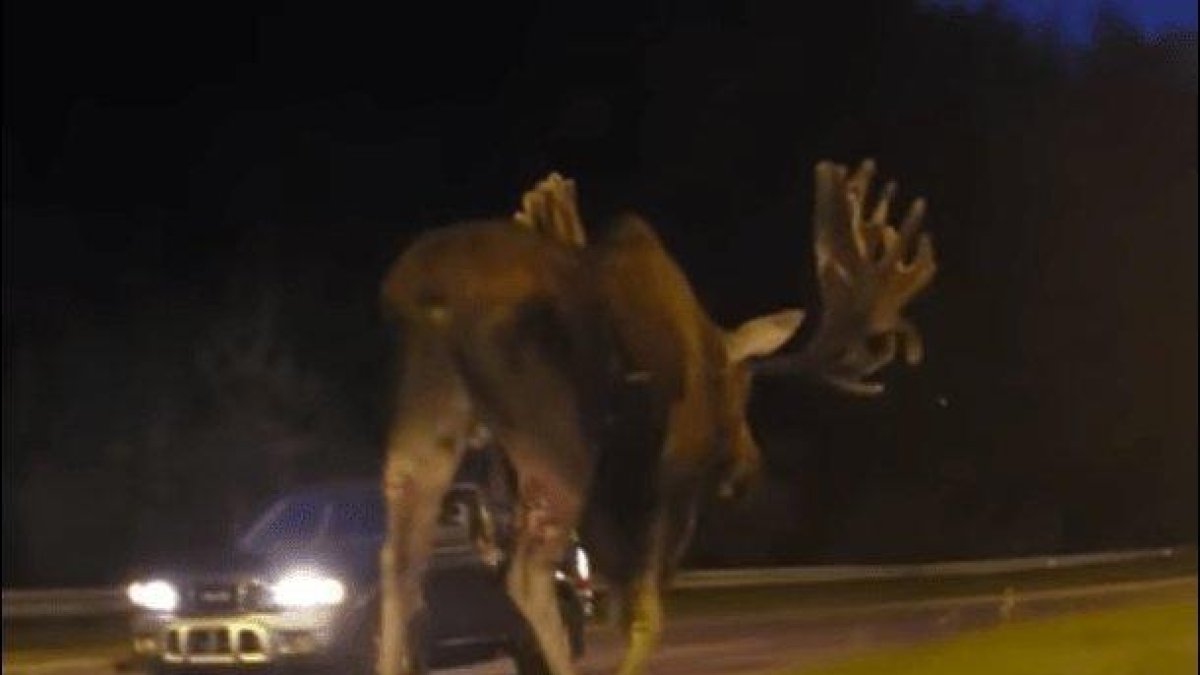 VÍDEO. Aparece un alce gigante paseando por una carretera de Alaska