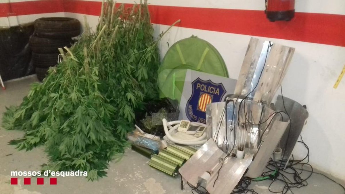 Denunciados dos hombres por una plantación de marihuana en la Alta Ribagorça