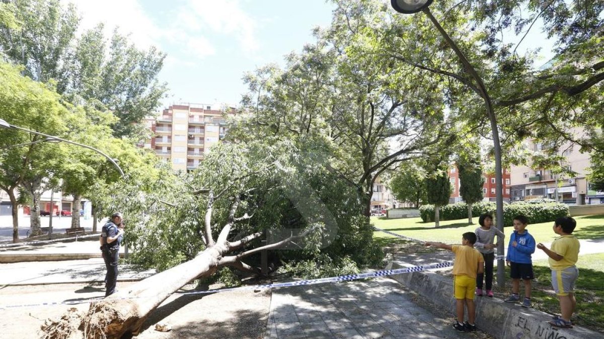 Imagen de archivo de un árbol caído en Lleida durante un temporal de viento.