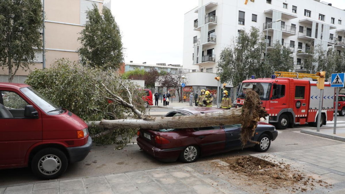 Un arbre de grans dimensions cau sobre un cotxe a Pardinyes