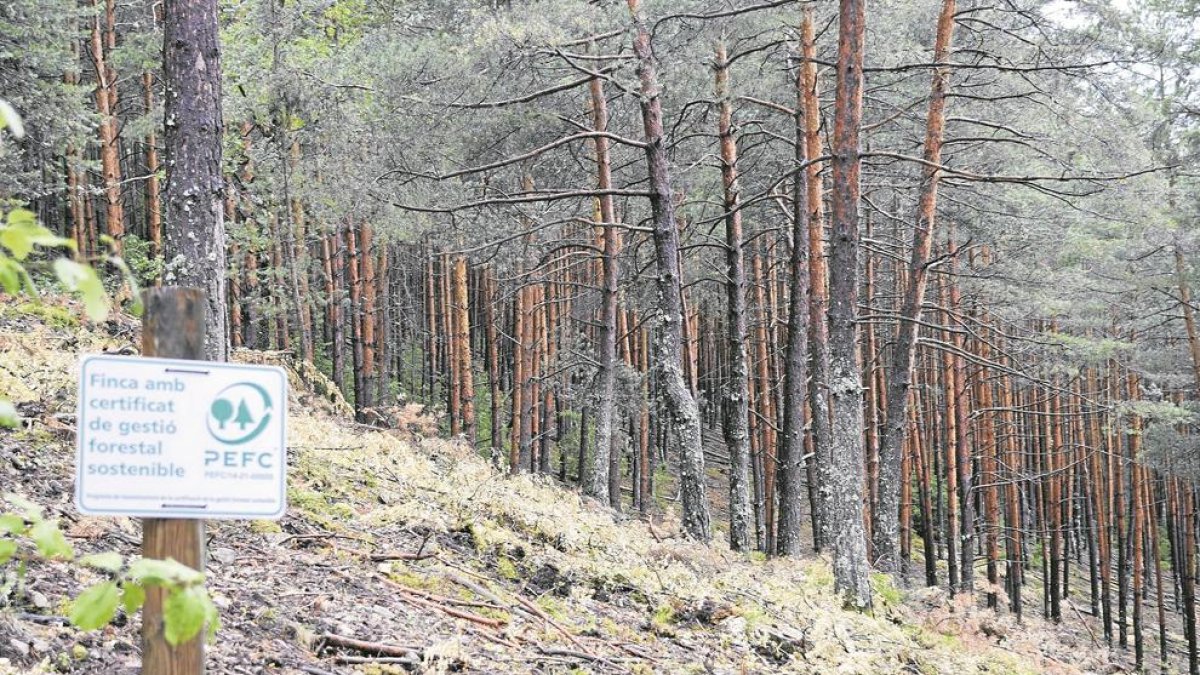 Imatge d'arxiu d'una zona de bosc a Malpàs.