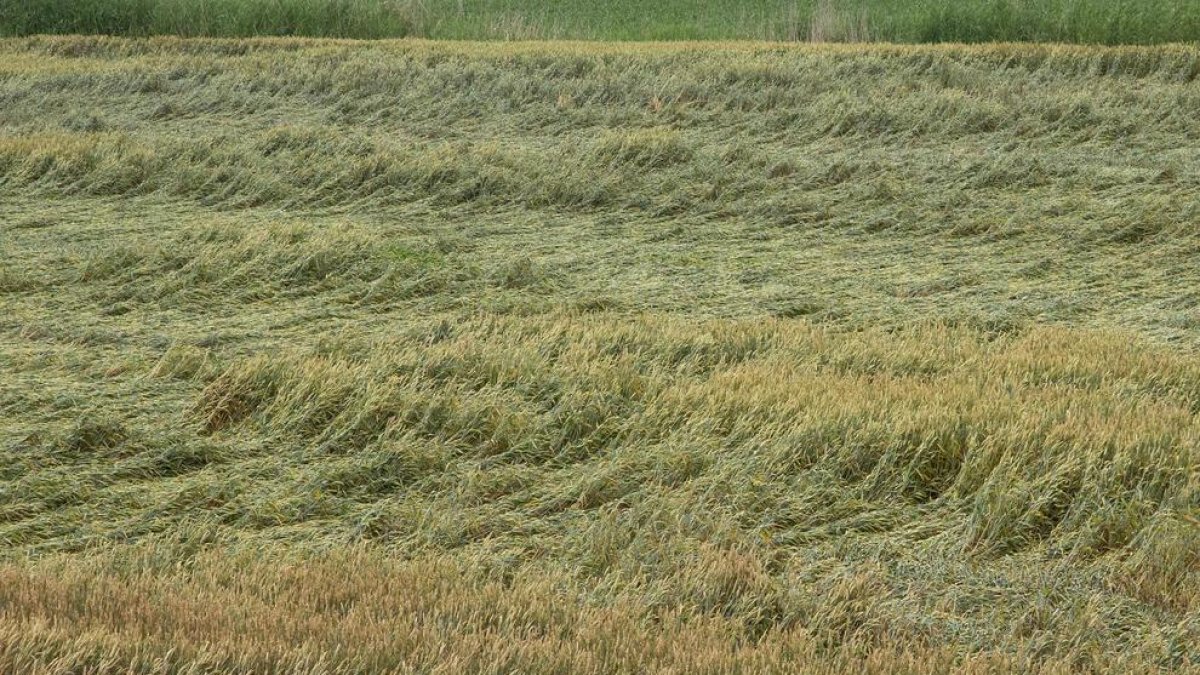 Cereales tumbados por efecto de la lluvia y el granizo en una finca de Bellpuig.