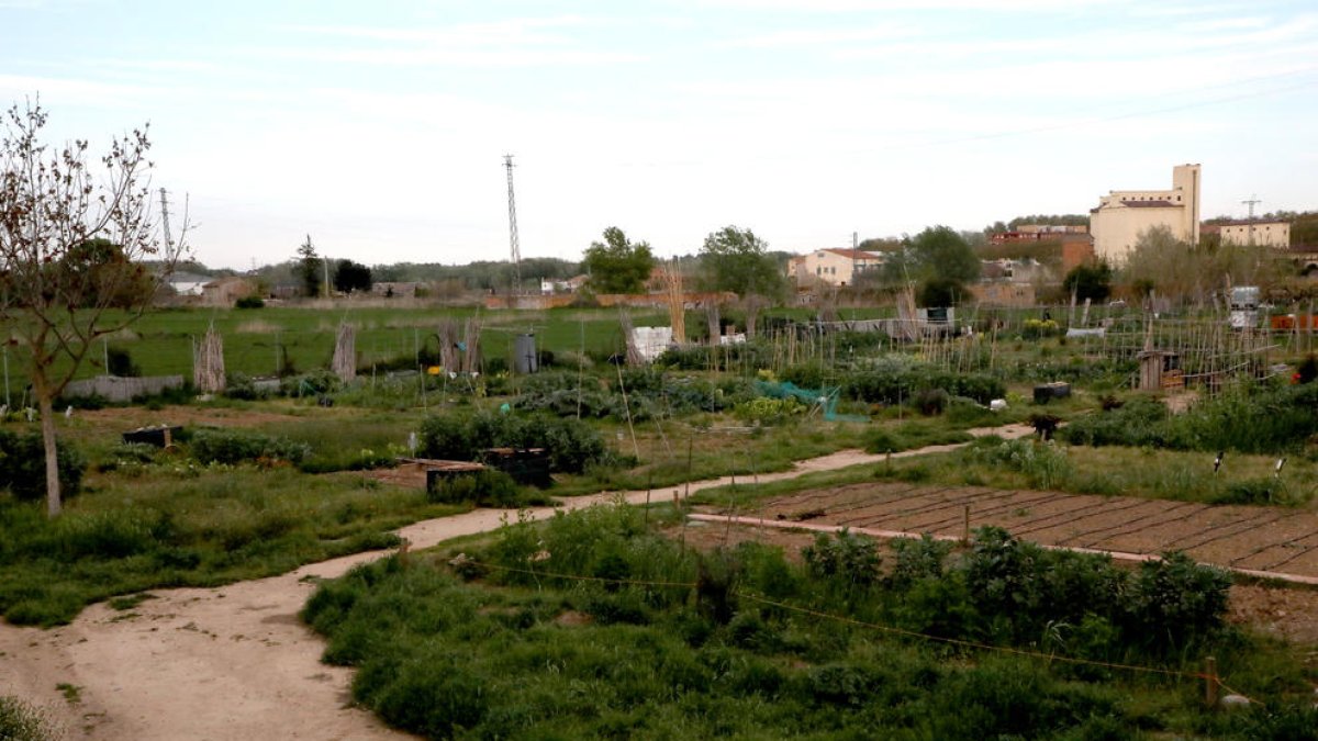 Els horts urbans ubicats al barri de Pardinyes de Lleida, ahir a la tarda deserts.