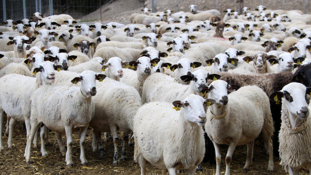 Imatge d’arxiu d’un ramat d’ovelles d’una explotació lleidatana.