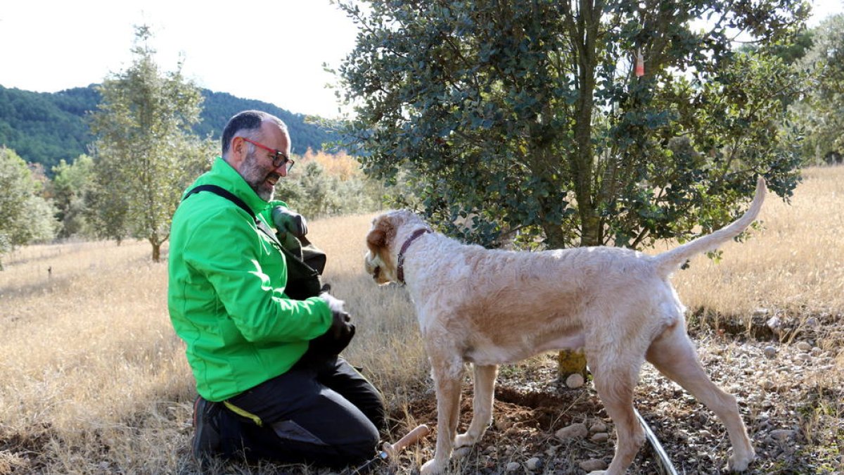 Un tècnic del CTFC busca tòfones amb un gos a Lladurs.