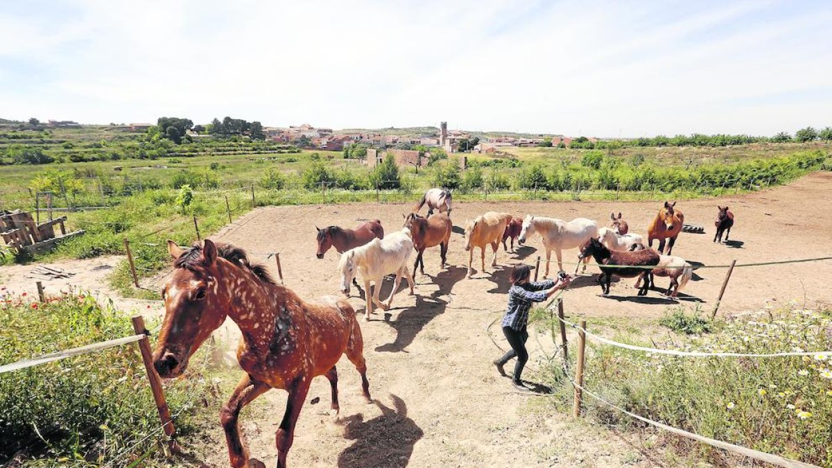 L’Associació per la Recuperació i Rehabilitació d’Equins (ARRE) acull actualment quinze cavalls al refugi d’Alcanó.