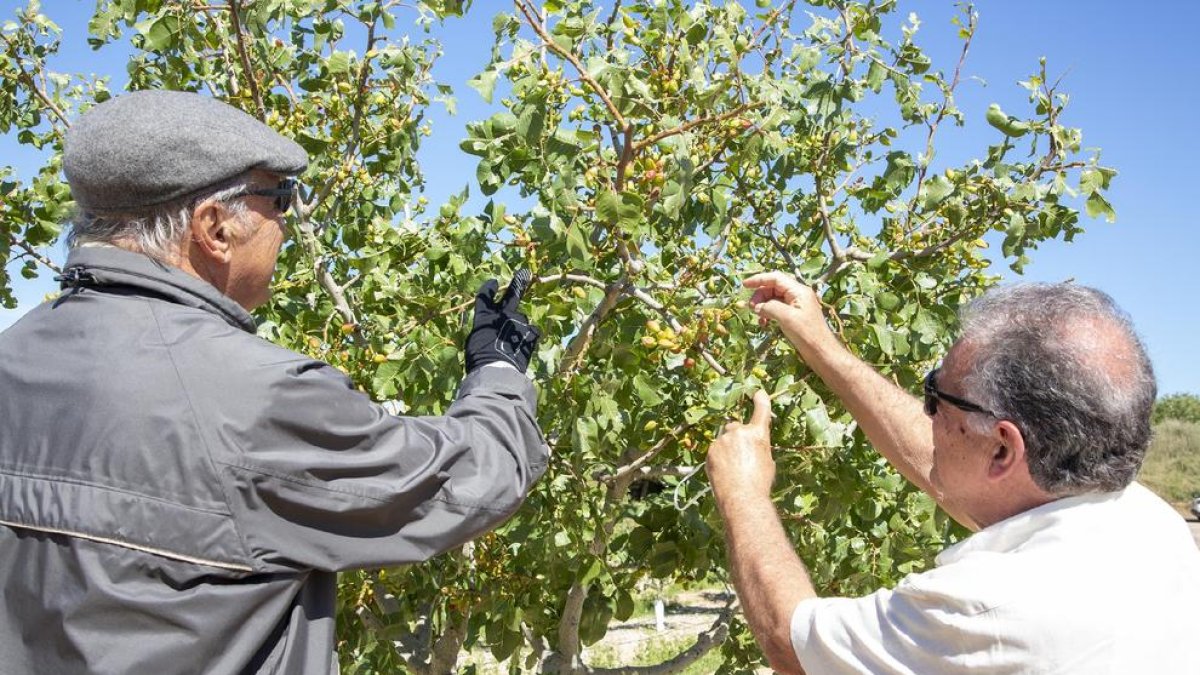 Josep Pont y Antoni Pujol inspeccionan cómo están los pistachos que han quedado en los árboles.