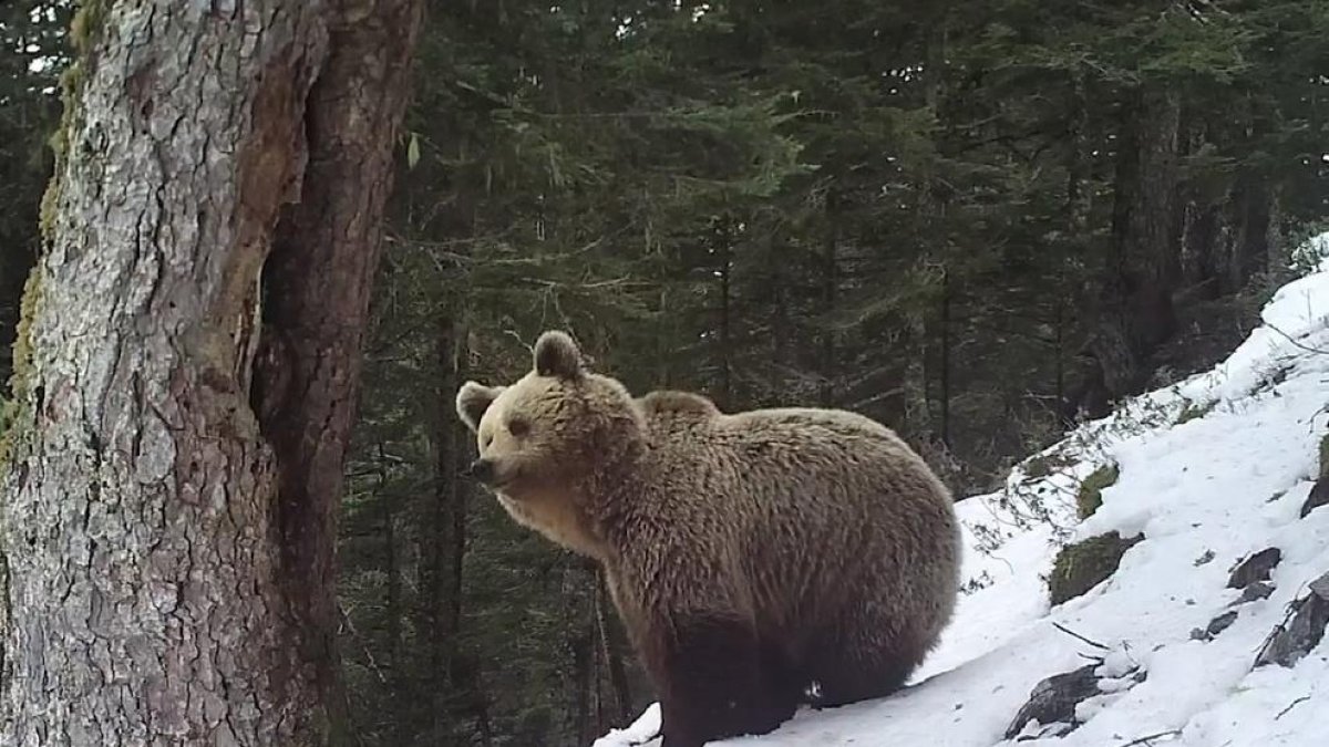 Un oso observa la montaña entre los árboles, rodeado de nieve.