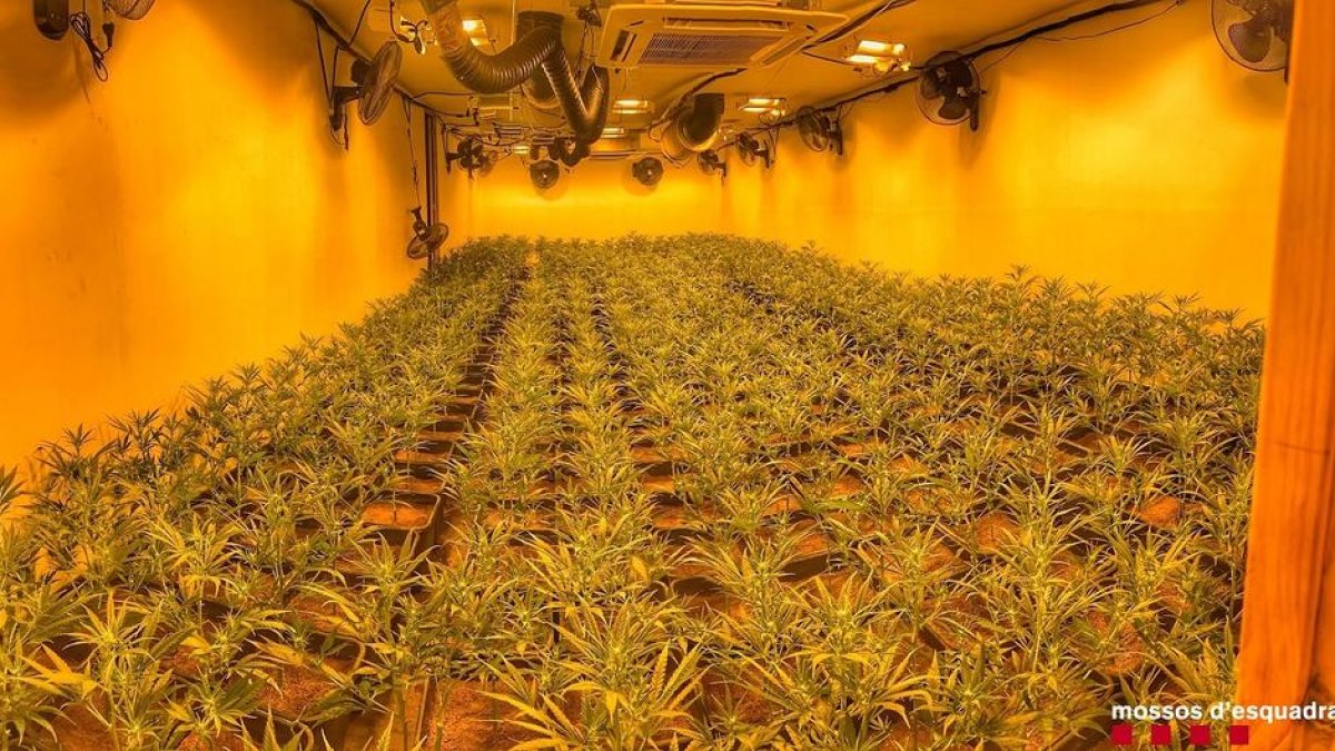 Detingut per cultivar més de 1.000 plantes de marihuana en una casa de Montoliu de Lleida