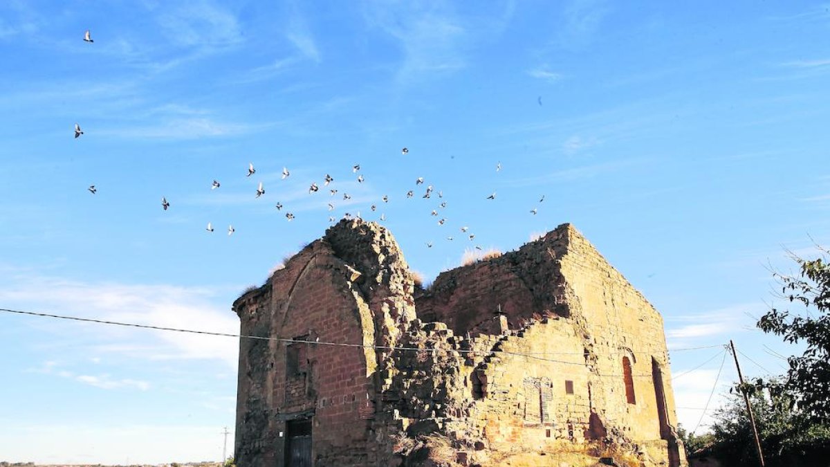 Una imatge recent de les restes del monestir de Sant Ruf de Lleida, colonitzat pels coloms.