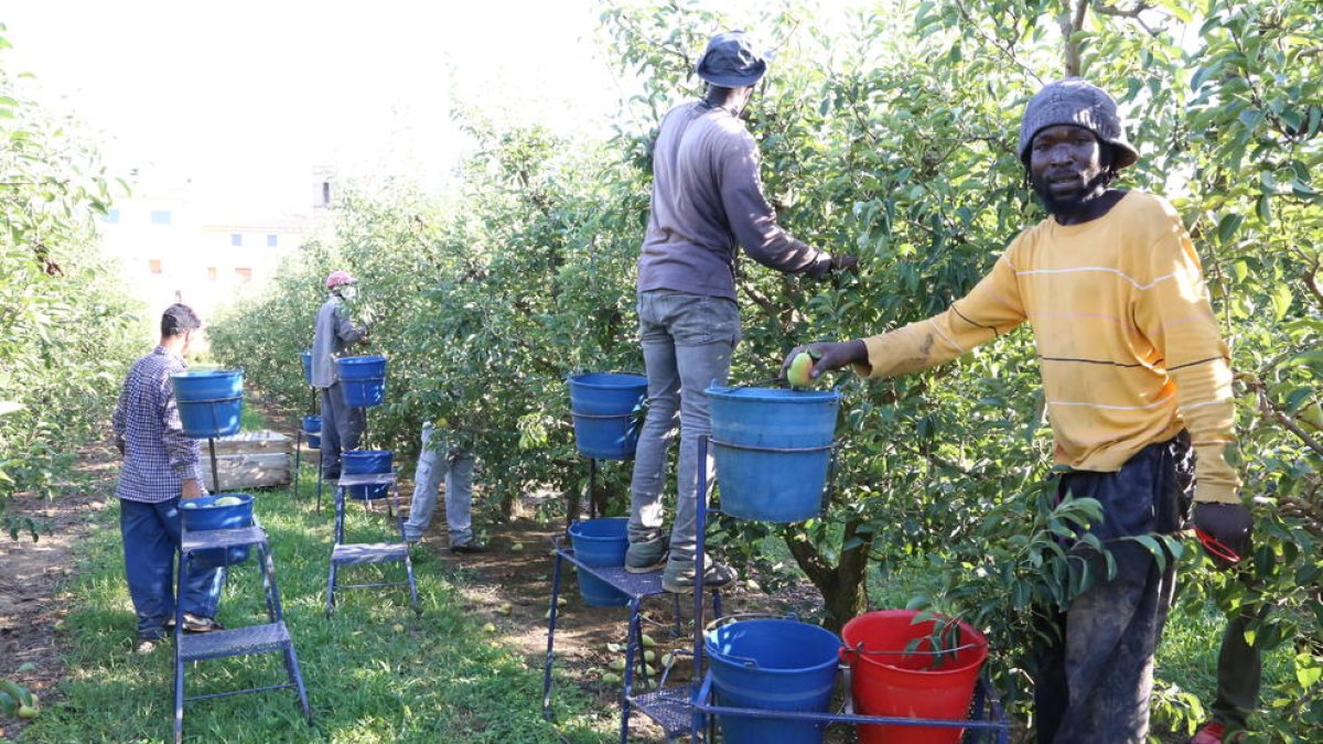 Imatge d’arxiu de temporers a la campanya de la fruita a Lleida.