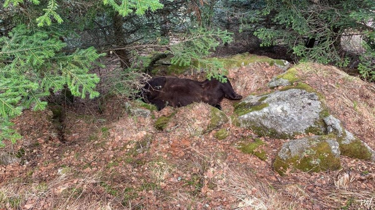 Imagen del cadáver del oso Cachou, que fue hallado en Les el pasado mes de abril. 