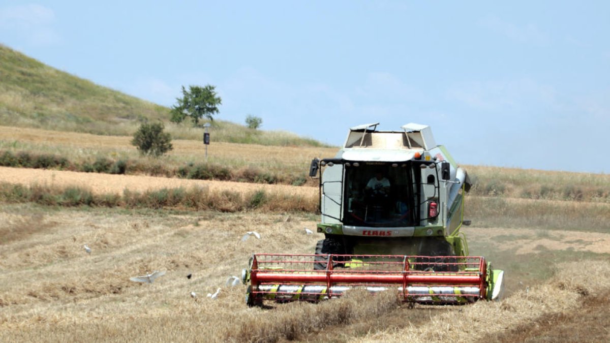 Imagen del inicio de la cosecha de cebada el pasado mes de mayo en un campo de Alfès.
