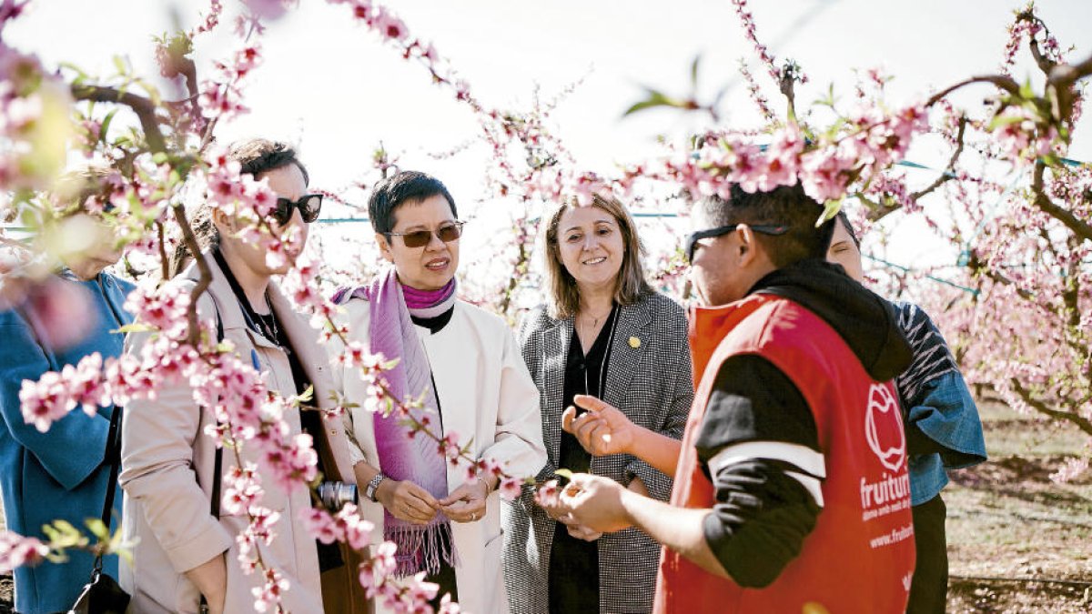 Turistes japonesos als camps florits d'Aitona