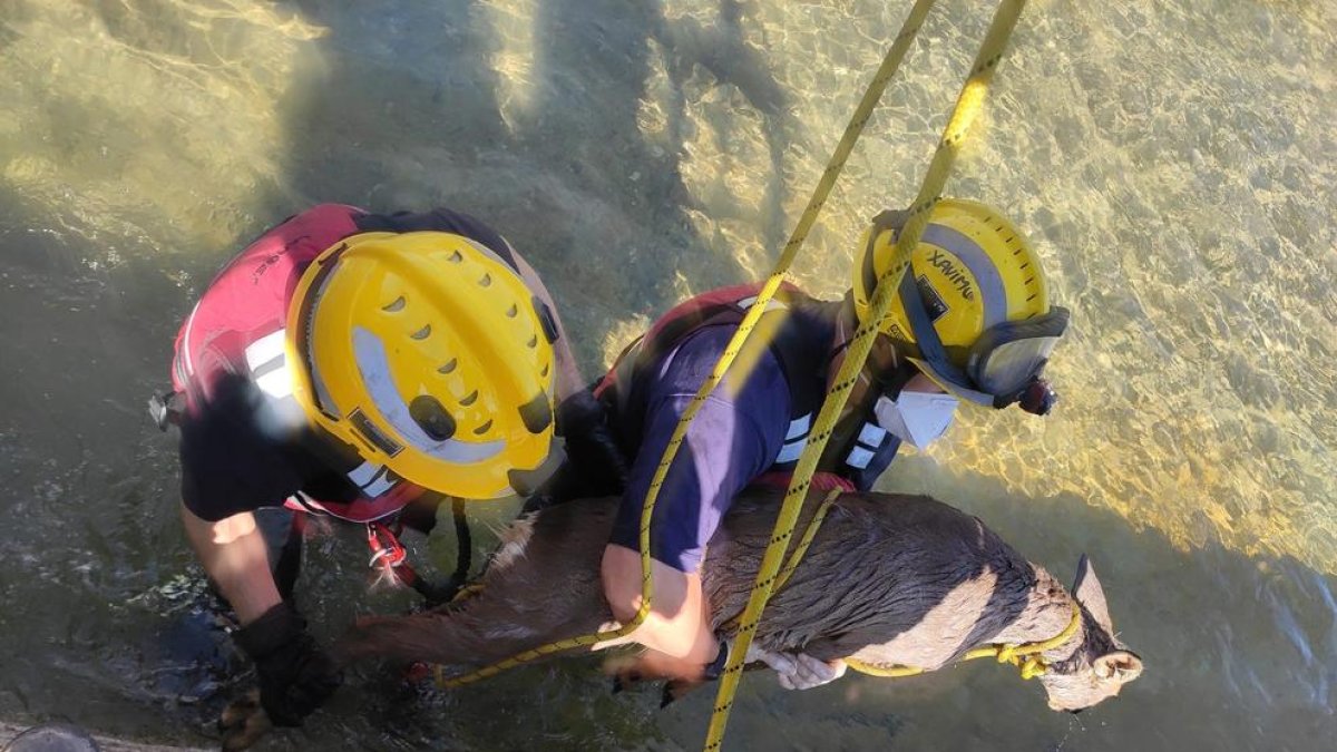 Bomberos voluntarios rescataron a un corzo en Alfarràs.