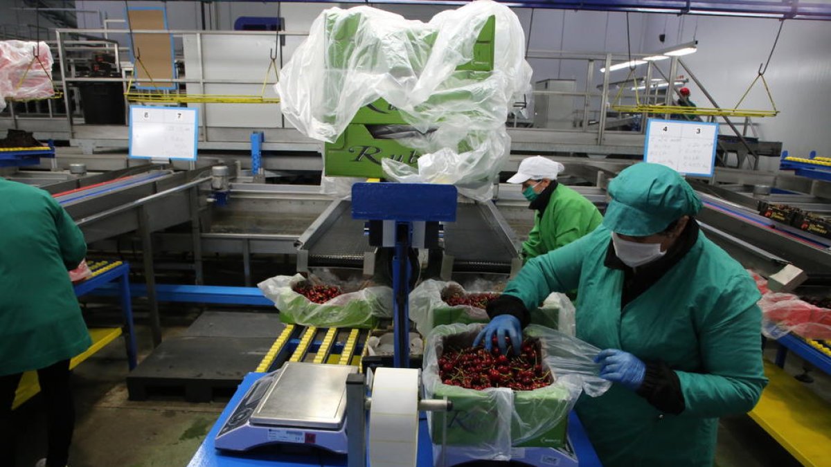 Las cerezas producidas en invernaderos se conocen como “las más caras del mundo”.