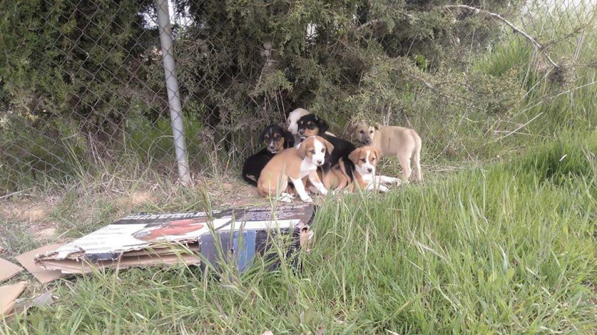 Abandonan a una camada de cachorros en la protectora de Alguaire