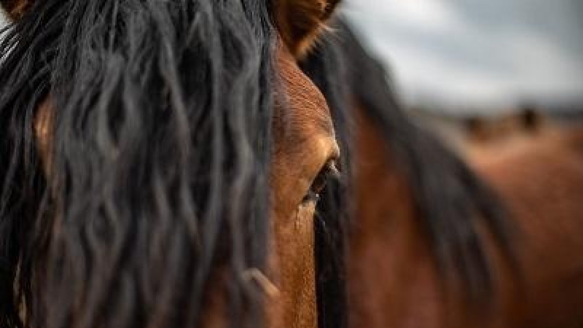 Confirmado un caso de virus del Nilo en un caballo en Cataluña