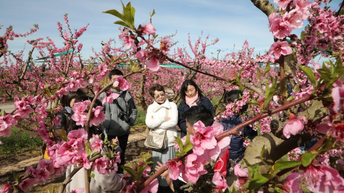 Imagen de uno de los grupos de japoneses que visitaron ayer los campos en flor de Aitona.