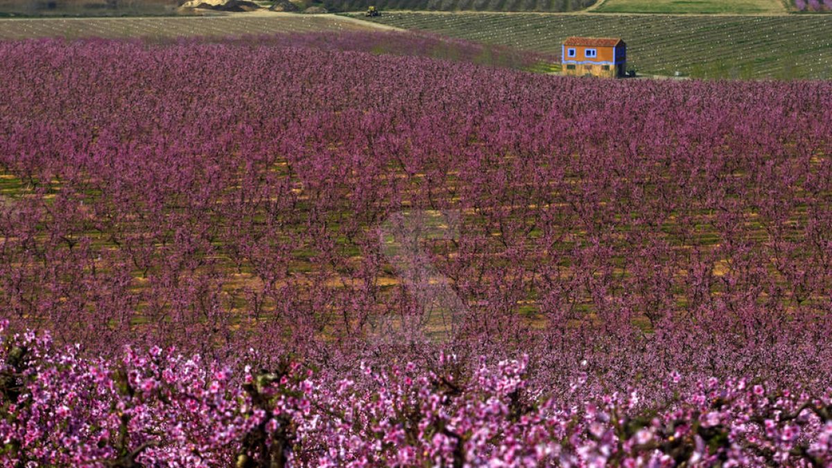 Arbres fruiters florits a Serós en una imatge d'arxiu.