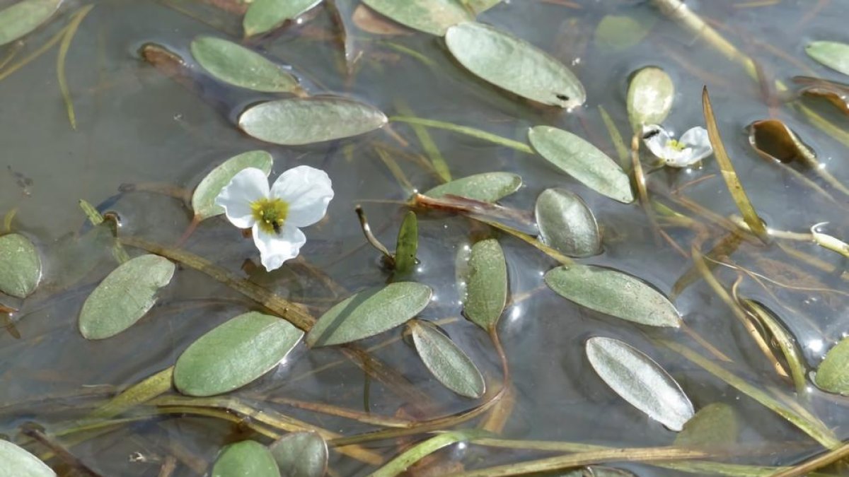 Vint plantes en perill a Lleida