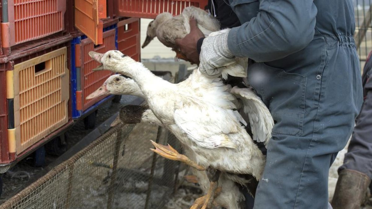 Localizada una segunda granja de patos con gripe aviar en el suroeste de Francia