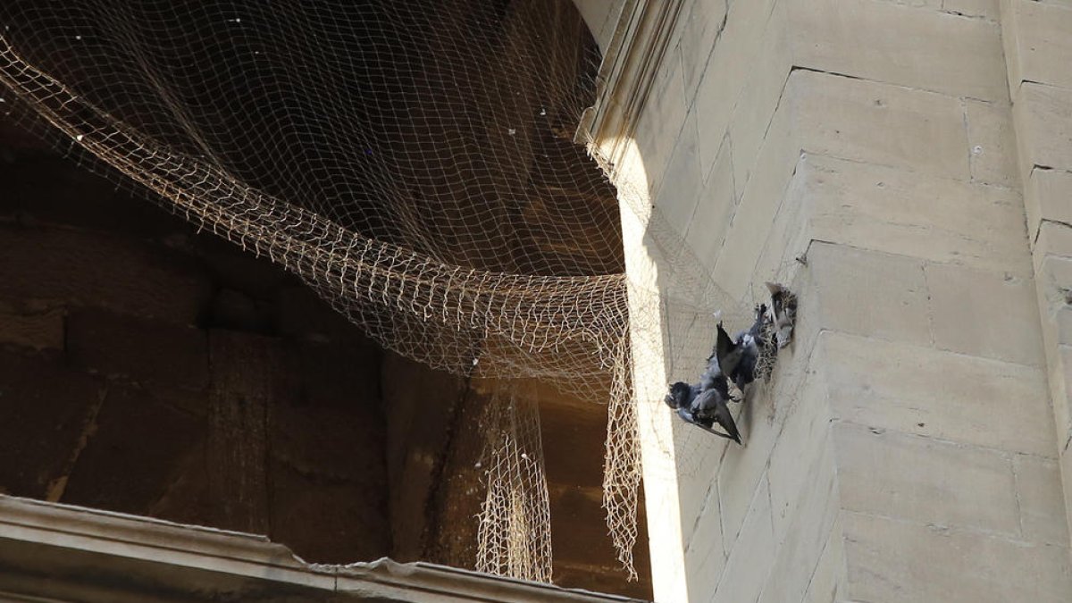 Imagen de varias palomas muertas.