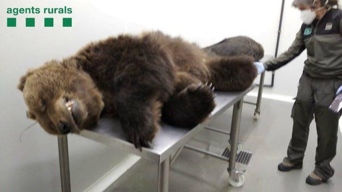 El oso Cachou murió dos semanas después de ser envenenado