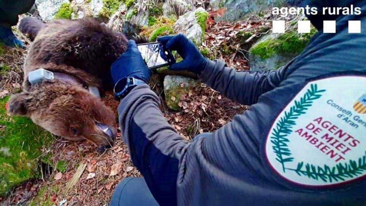 El cadáver del oso Cachou, hallado el pasado mes de abril.