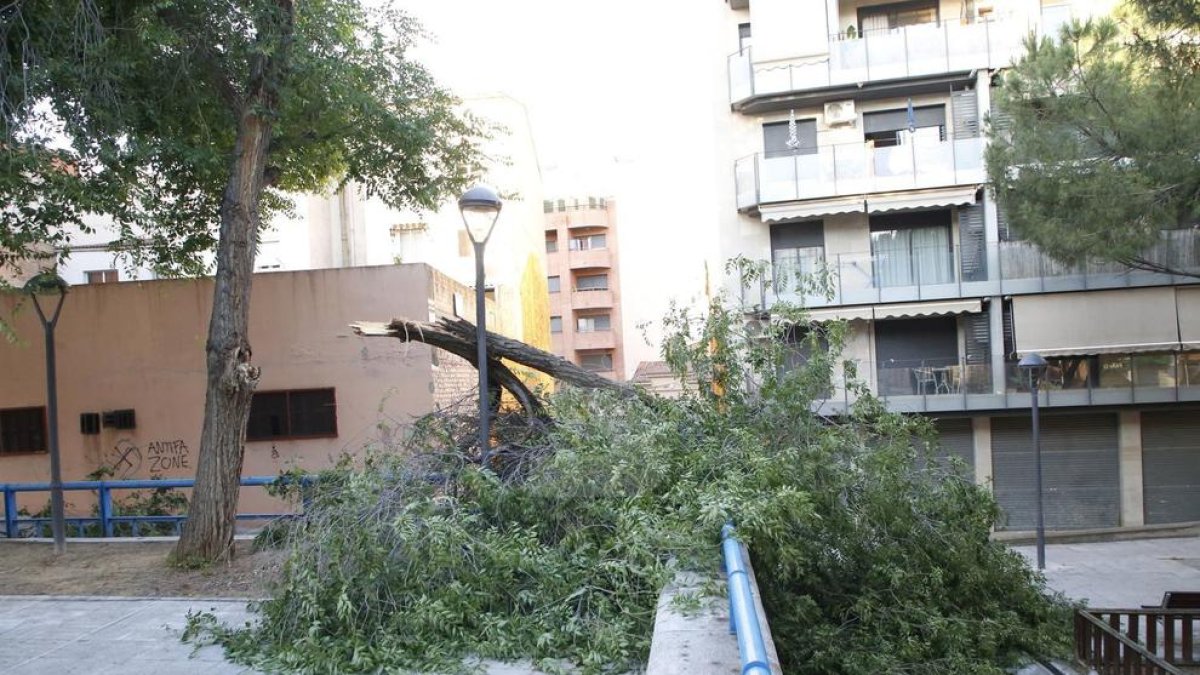 Cau un arbre a la plaça Galícia de Lleida