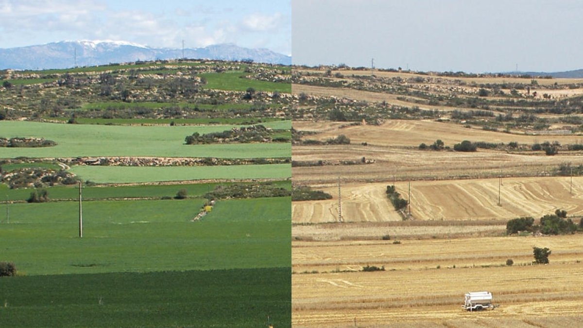 Agricultura i canvi climàtic. Investigacions des de Lleida per adaptar-nos a un clima canviant