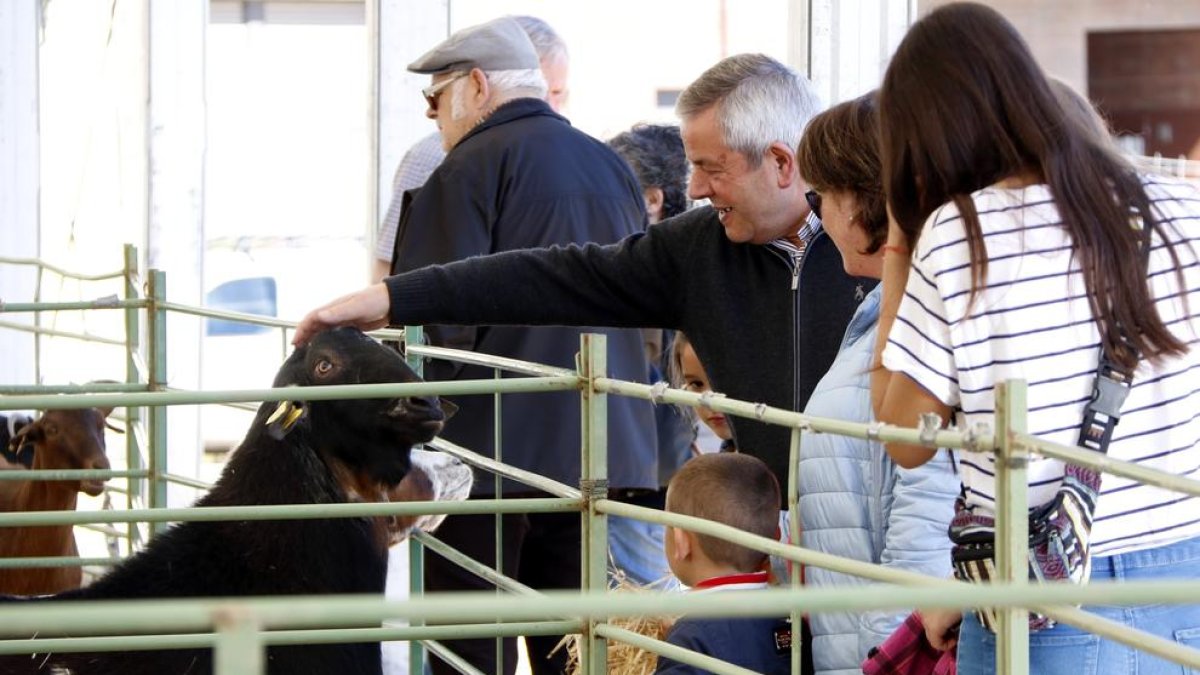 Una imatge del certamen ramader de la capital del Solsonès.