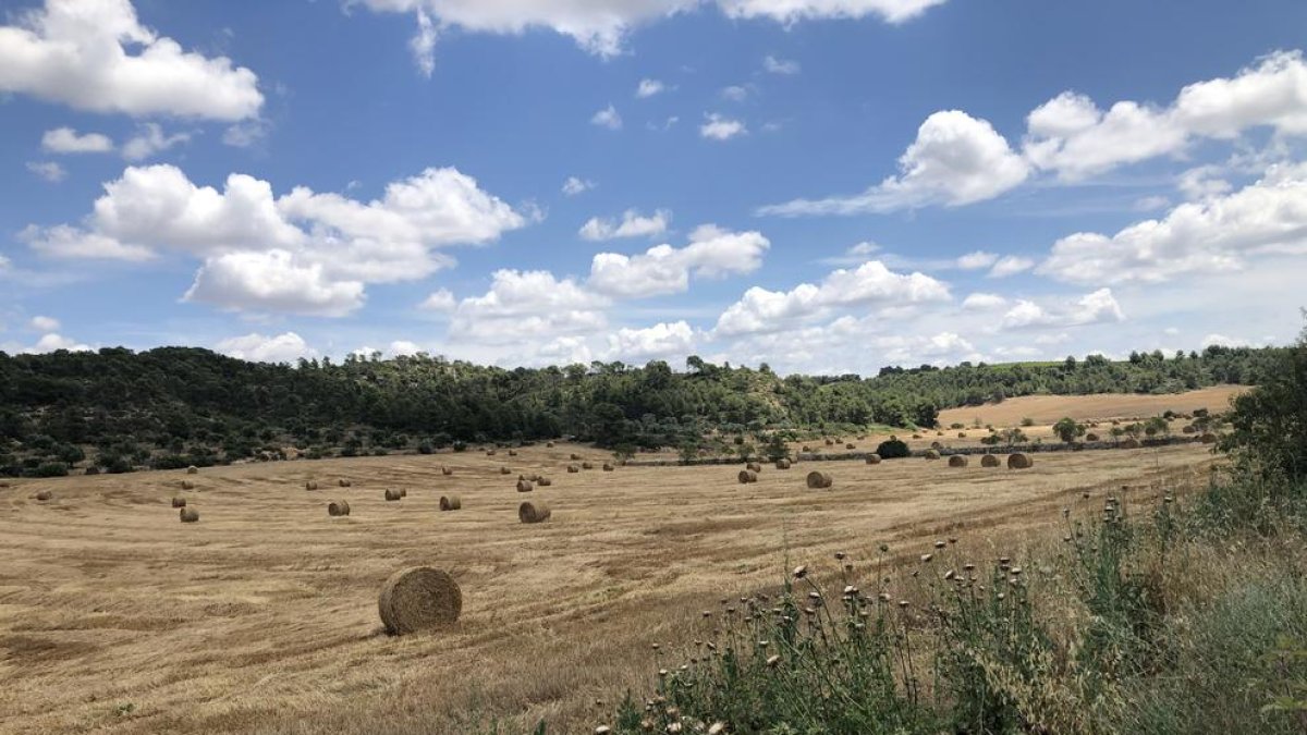 Molts camps de cereal del Segrià, com aquest de la vall Major de Llardecans, ja presenten aquest aspecte.