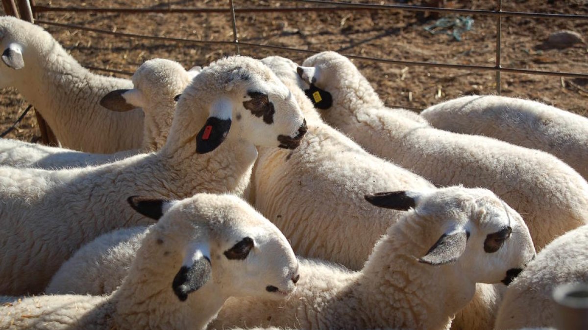 Imatge d’arxiu d’ovelles en una explotació.