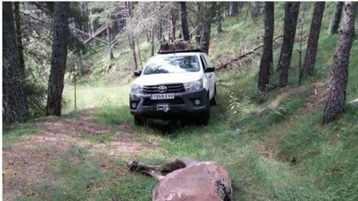 El animal fue hallado en un barranco en Guils.