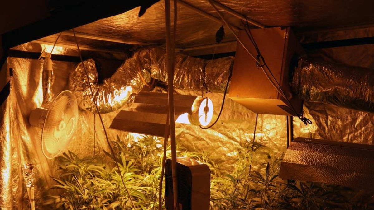 Una imagen de la plantación 'indoor' de marihuana, en un domicilio de la calle Joan Baiget de Lleida.