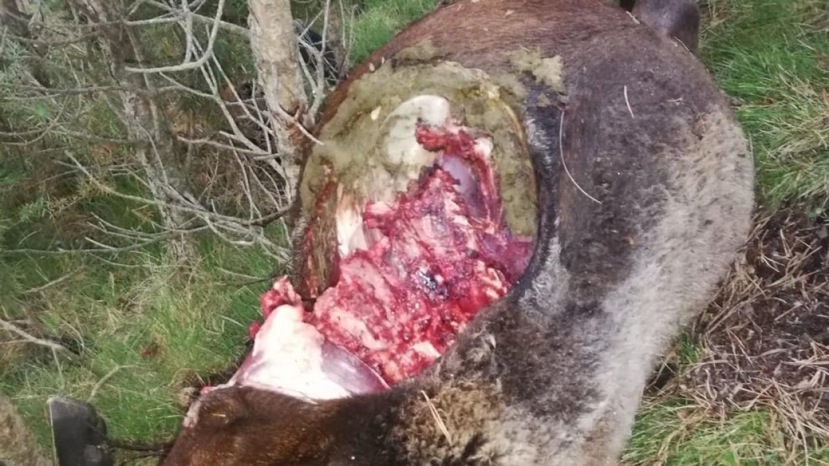 Una de las ovejas muertas y el rebaño que se ha trasladado a los pastos de Teruel por culpa del lobo.