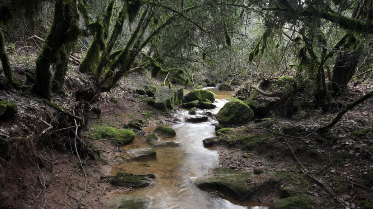 La riera de Llanera en el municipio de Torà, la ‘cara’ más desconocida de la Segarra.