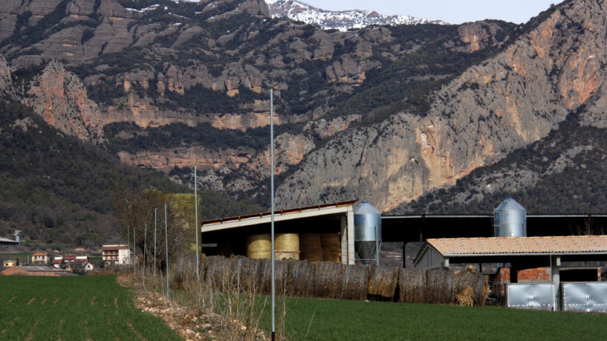 Campos de frutales floridos por el calor en Seròs, en el Baix Segre.