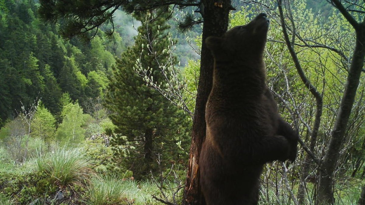 Los osos salen de la hibernación y empieza la cuenta atrás para ‘reeducar’ a Goiat o echarlo 