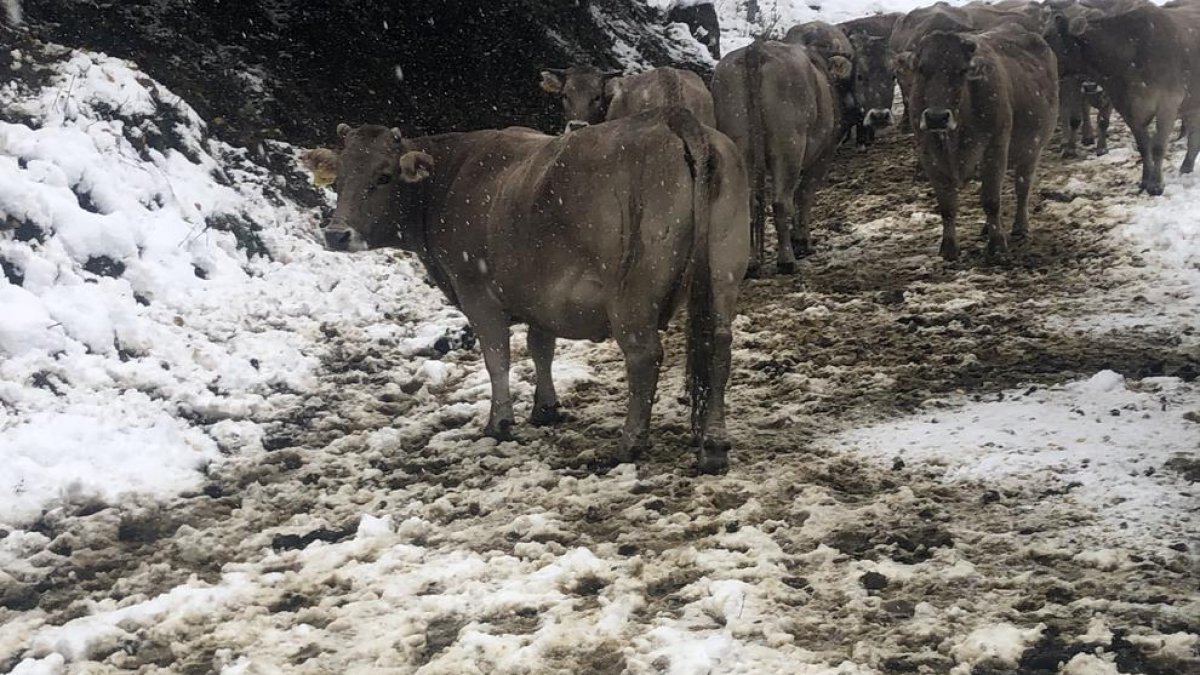 Algunas de las vacas del rebaño atrapado por la nieve.