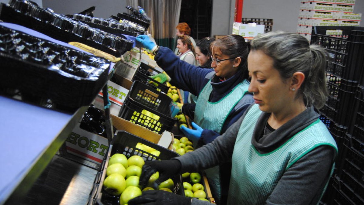 Hort Calvís Fruits de Golmés trabajaba ayer a tope para poder hacer frente a la demanda de fruta y según las trabajadoras preparaban las cajas se llenaban los camiones para los envíos a destino.