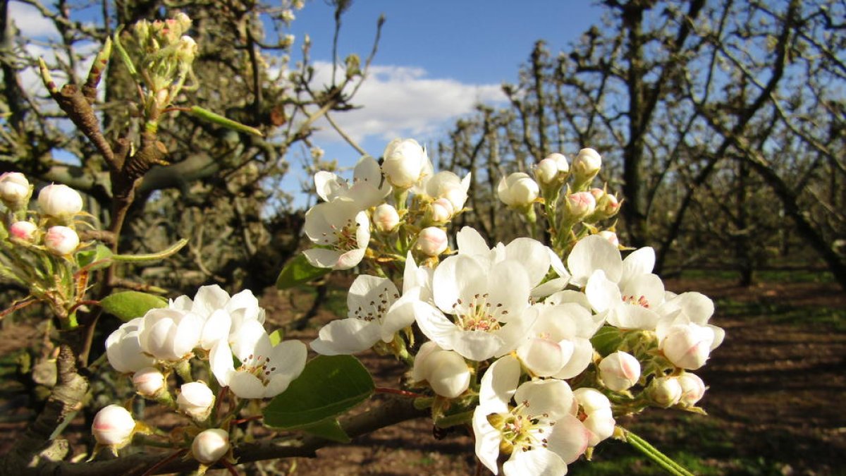 Floración en perales de las variedades Ercolini y Blanquilla