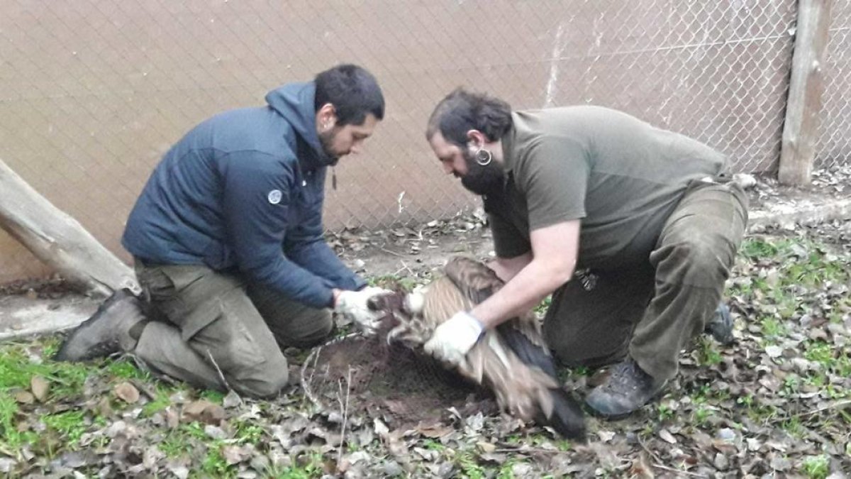 Trasladados a Israel diez buitres de Vallcalent para ser liberados en el Oriente Próximo