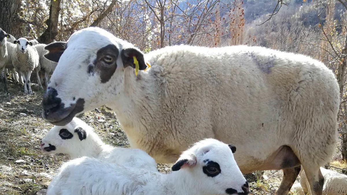 RebordonidRebordonida, una de las ovejas del Obrador Xisqueta.a, una de las ovejas del Obrador Xisqueta.