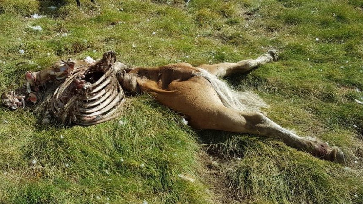 El cadáver de la última yegua encontrada en la zona de Salient. 